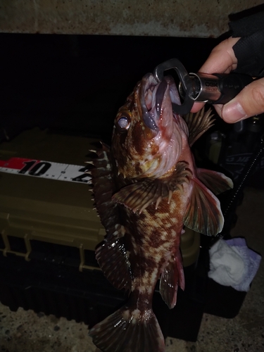 カサゴの釣果