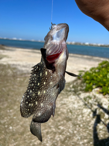 イシミーバイの釣果