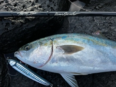 ヤズの釣果