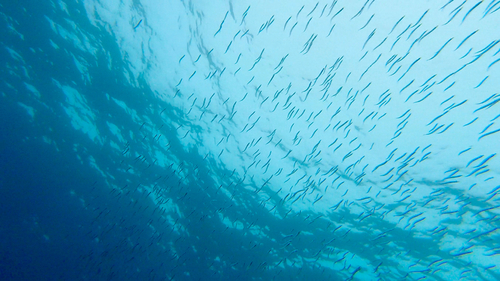 ウルメイワシの釣果