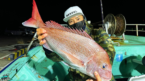 マダイの釣果