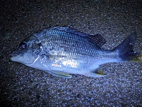 キビレの釣果