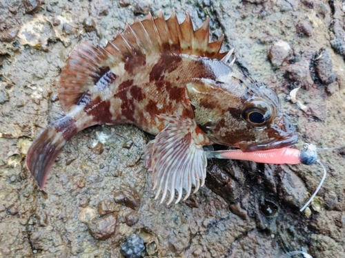 カサゴの釣果