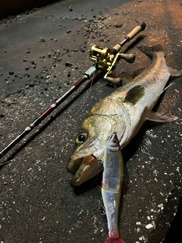 シーバスの釣果