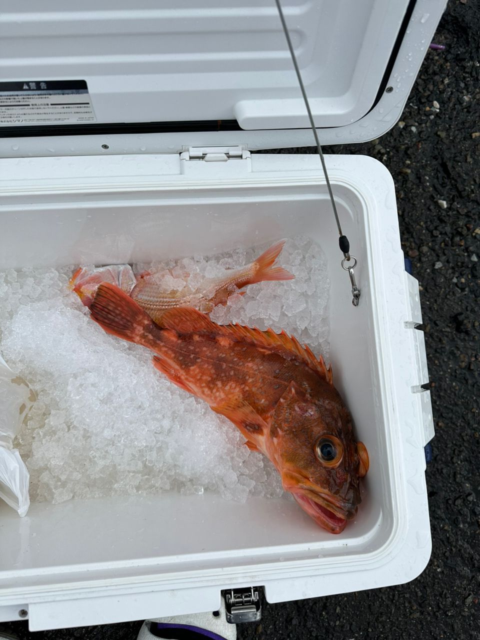 ホクロさんの釣果 1枚目の画像