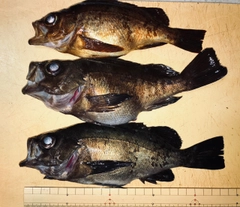 メバルの釣果