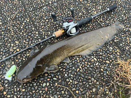 ナマズの釣果