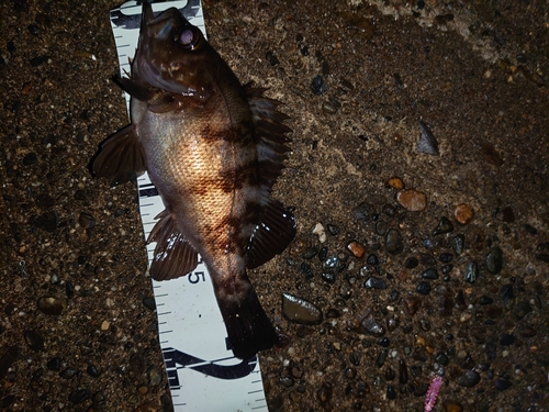 タケノコメバルの釣果