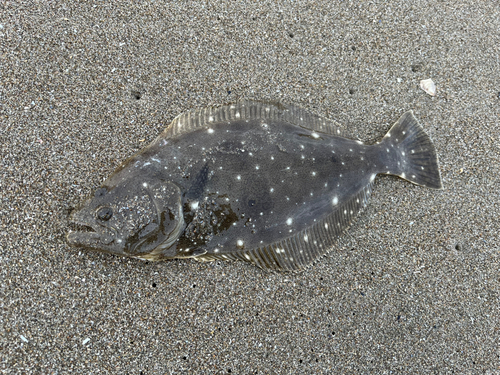 ソゲの釣果