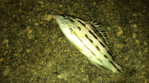 シマイサキの釣果