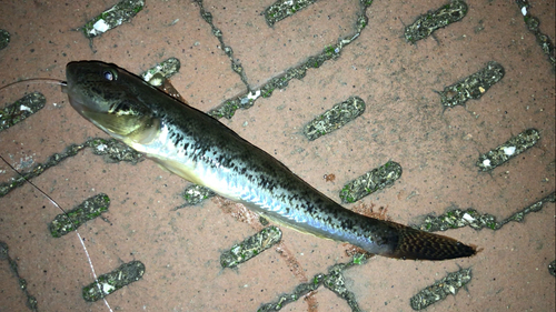 マハゼの釣果