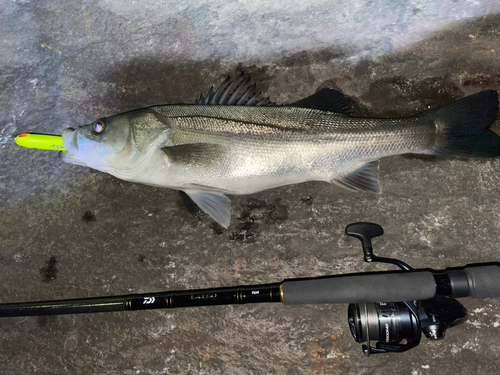 シーバスの釣果