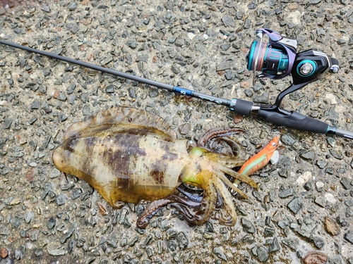 アオリイカの釣果