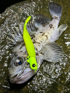 クロソイの釣果