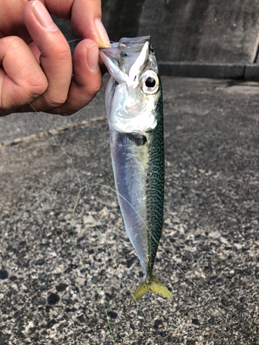 サバの釣果