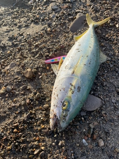 イナダの釣果