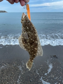 ソゲの釣果