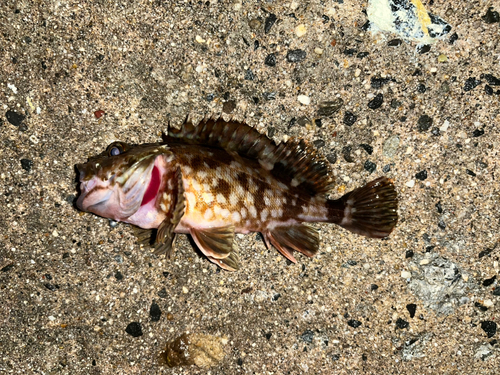 カサゴの釣果