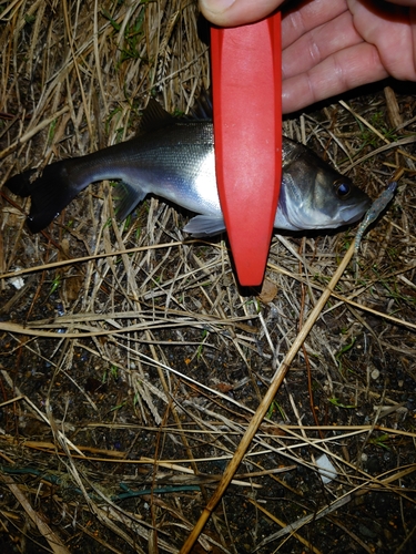 セイゴ（ヒラスズキ）の釣果