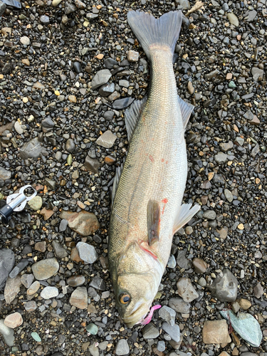 スズキの釣果