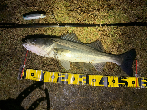 シーバスの釣果