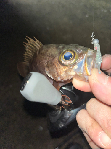 アカメバルの釣果