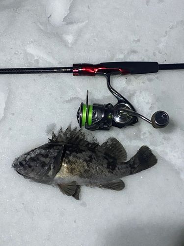 クロソイの釣果