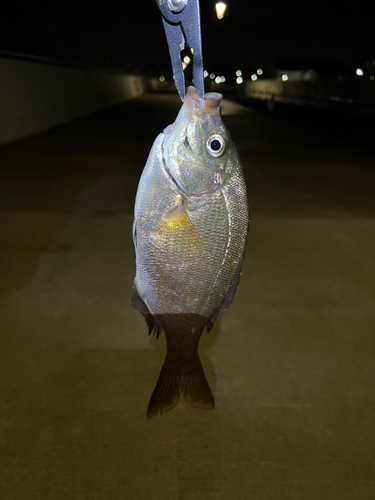 釣果