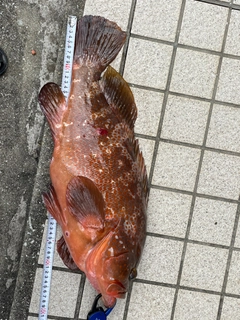 アコウの釣果