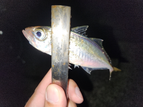 マアジの釣果