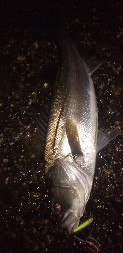 シーバスの釣果