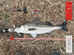 シーバスの釣果