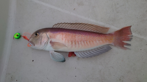 シロアマダイの釣果