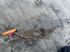 ヒラメの釣果