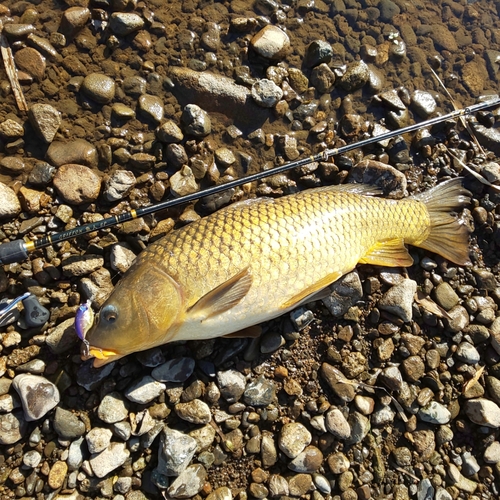 コイの釣果