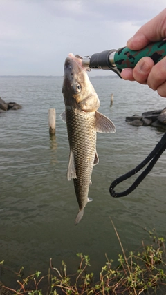 ニゴイの釣果