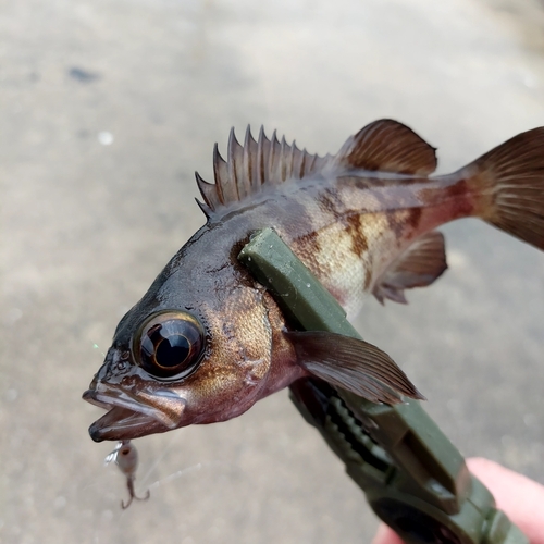 メバルの釣果