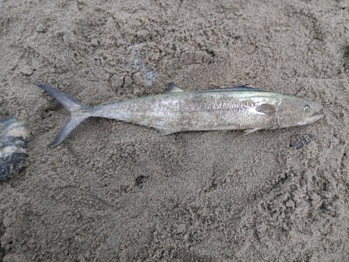 サゴシの釣果