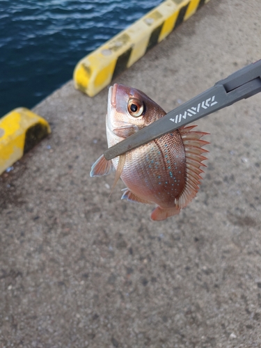 タイの釣果