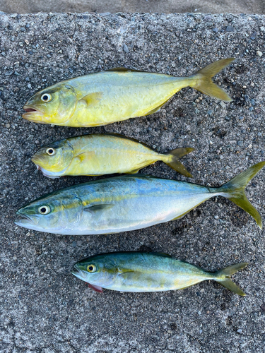 カンパチの釣果