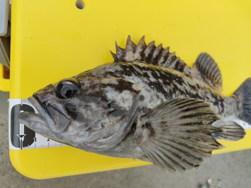 クロソイの釣果