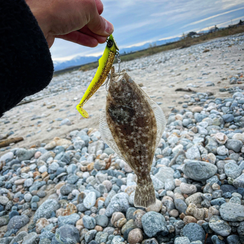 ソゲの釣果