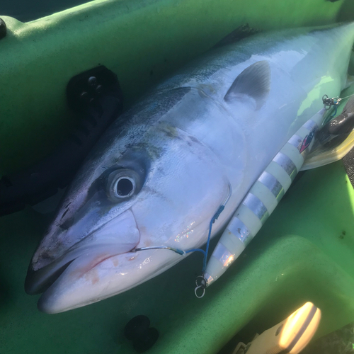 ワラサの釣果