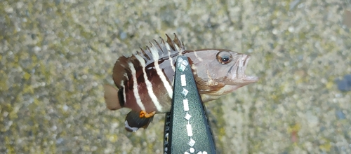 マハタの釣果