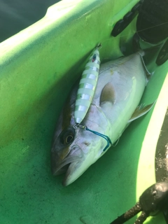 ショゴの釣果