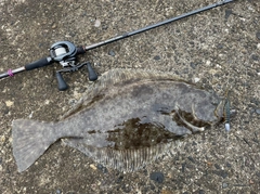 ヒラメの釣果