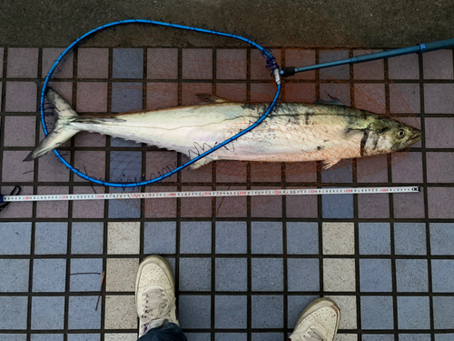 サワラの釣果