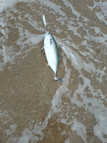 サゴシの釣果