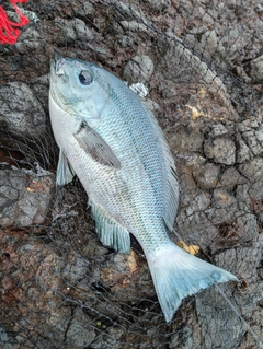 クロの釣果