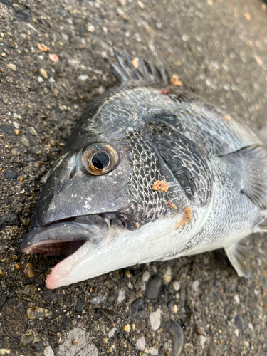 クロダイの釣果